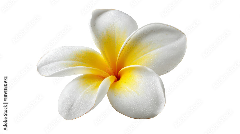 Naklejka premium Frangipani Bloom: White Elegance, Studio Shot, High-Res, Top View, Isolated, Perfect for Design, Web, or Print.