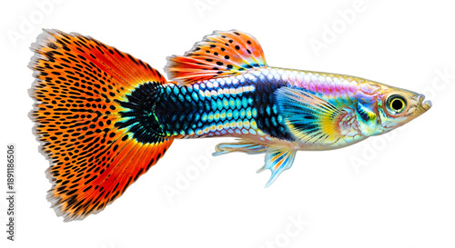 Male guppy fish with vibrant orange, blue, and yellow scales and a large, fan-shaped tail against a clean white background.