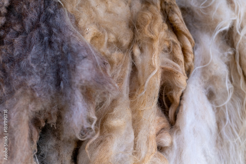 Bilde på lerret Beautiful natural fibers showcase the art of shearing in a cozy wool workshop in