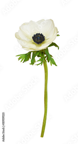 White anemone flower isolat...
