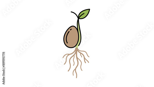 Seedling with root stem seed and leaf