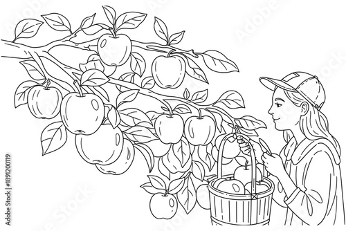 Black and white line art depicting a young girl picking ripe apples from a tree branch, filling her basket, perfect for a children's autumn harvest coloring book page