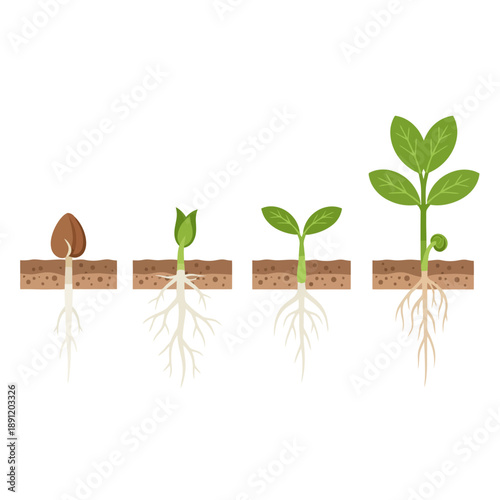 Seedling Growth Stages Illustration