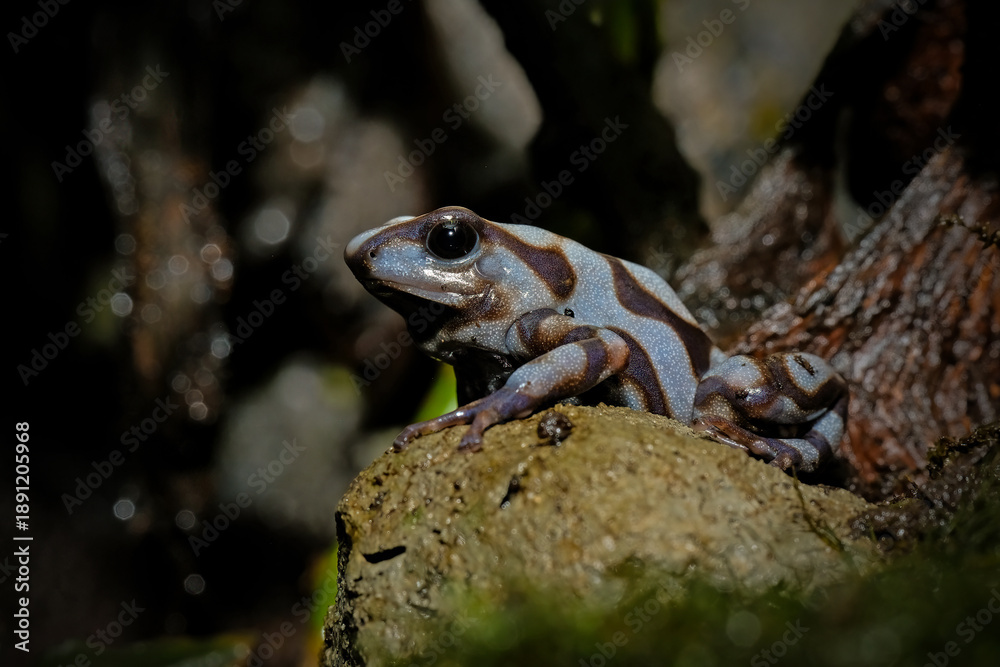 Obraz premium Dart frog