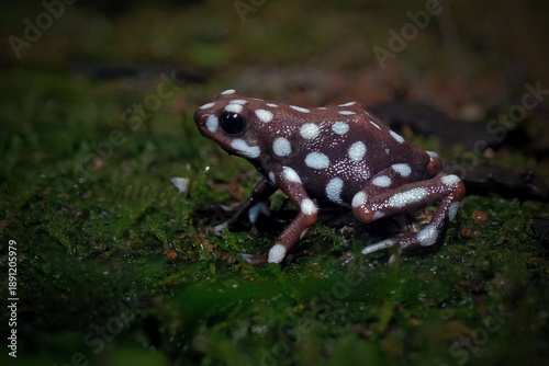 Foto Dart frog