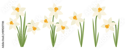 Set of beautiful spring flowers. White daffodils. Perfect for poster, card, print, spring holiday, Easter, Mother's day. Vector flat illustration.