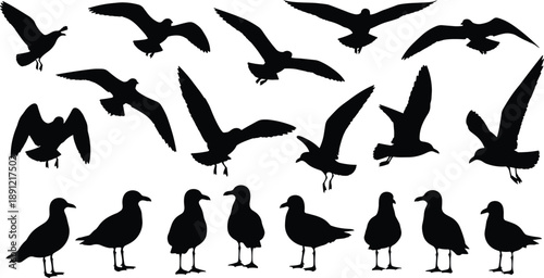 Set of seagull silhouettes in black showing flying and standing poses for coastal wildlife illustration, marine nature graphics, and vector design use