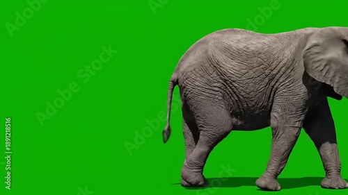 A majestic elephant walks across a vibrant green screen background, ready for creative use