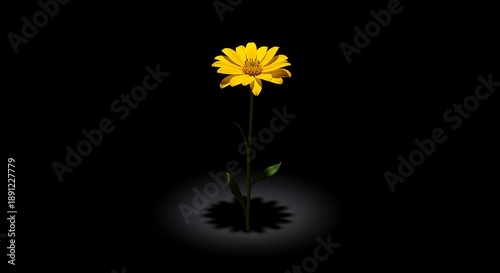 yellow flower with green stem and leaves on a dark background