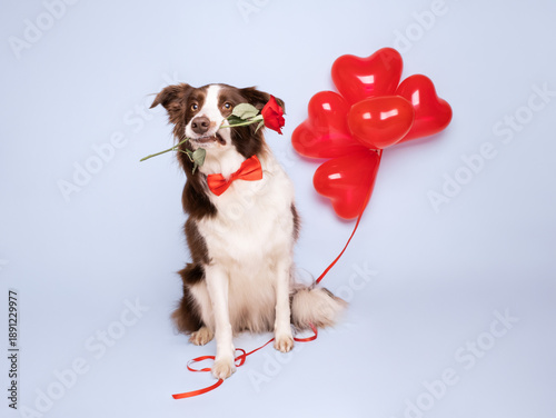 Cute and adorable border collie dog holding rose and posing with happy expression for celebration card on birthday or valentines day