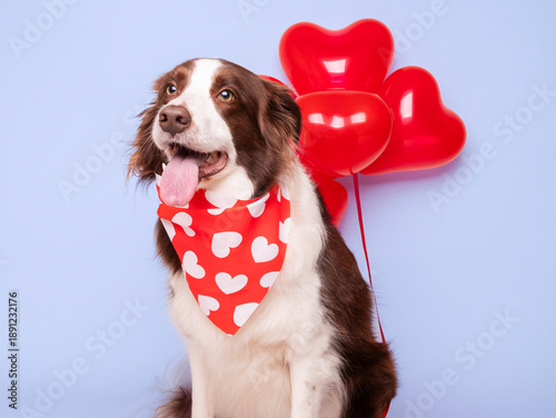 Cute and adorable border collie dog with red heart shaped balloons wearing bow and sitting with happy expression for congratulations on birthday card or celebration