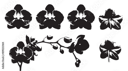 Monochromatic palette of elegant orchid flowers, vector art for sophisticated designs.
