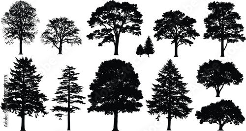 Black silhouettes of various trees on white background tree, silhouette, black, white, background, nature, landscape, forest, foliage, branches, trunks, leaves, pine, deciduous, evergreen, shapes, sil