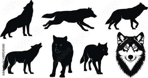 Black silhouettes and one detailed of wolves wolf animal wolf, wolves, black, silhouette, animal, pack, canine, mammal, wildlife, nature, white background, detailed, fur, standing, running, howling, s