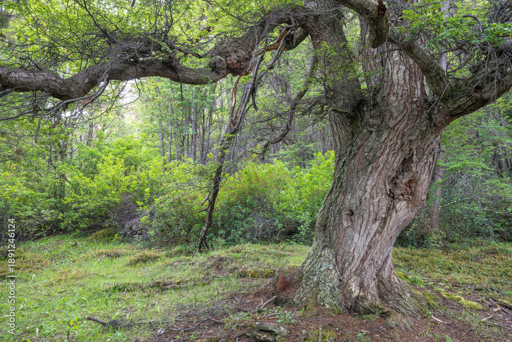 Fototapeta premium Old growth forest