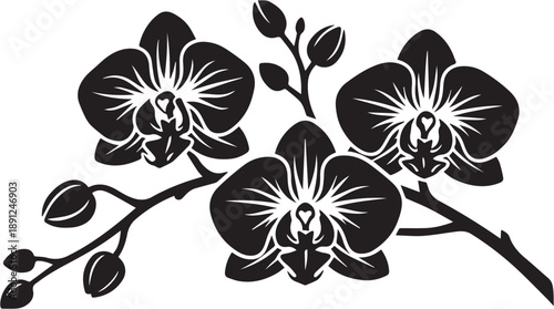 Artistic vector depiction of exotic orchid flowers, bringing a splash of color and elegance to your projects