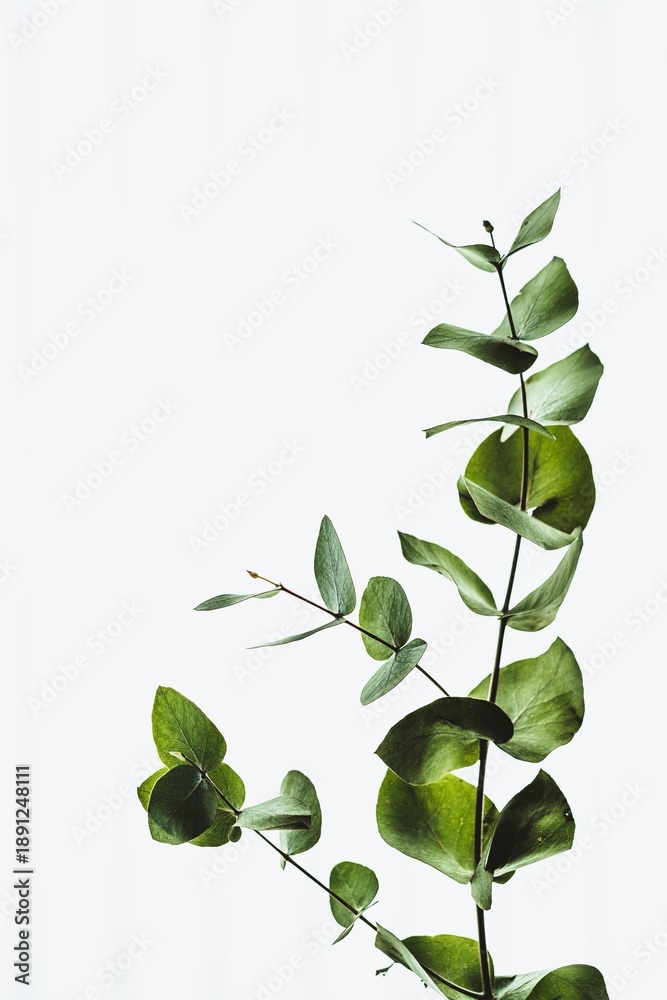 Obraz premium green leaves on white background