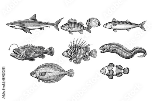 Detailed illustrations of various marine fish species