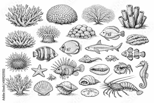 Detailed black and white illustrations of marine life and coral reefs