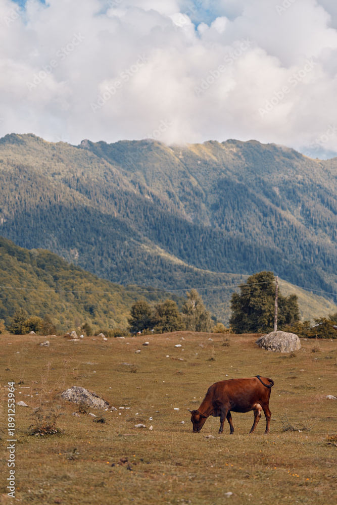 Fototapeta premium Cow grazing in meadow with mountains background pasture landscape under cloudy sky wide