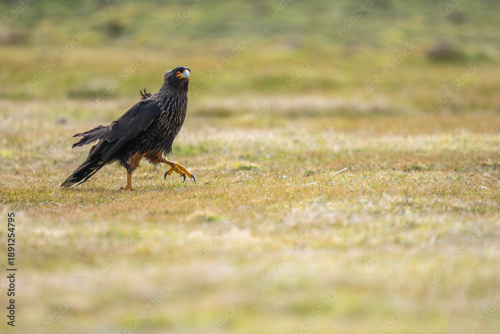 Fototapeta premium Striated caracara on the ground