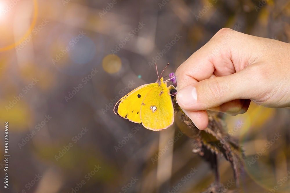 Fototapeta premium Woman hand and butterfly in green meadow at sunrise,