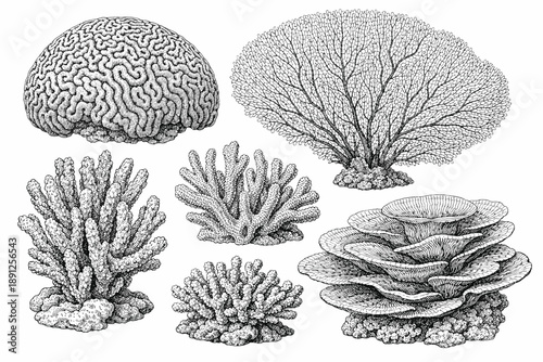 Detailed black and white illustrations of various coral species