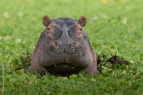 View of a hippopotamus half-submerged in vibrant green vegetation, its dark, leathery skin contrasting with the verdant surroundings, MASA MARA, KENYA.