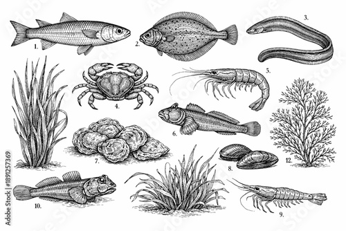 Aquatic creatures and plants: fish, crab, prawn, eel, oysters and more