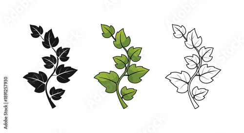 Set of three ivy branch illustrations in black silhouette, green color, and outline styles