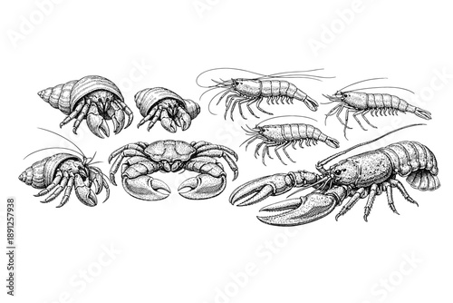 Detailed black and white illustrations of various marine crustaceans
