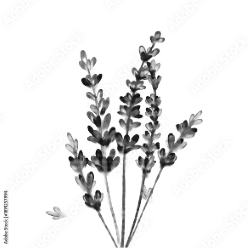 Black and white halftone botanical illustration of lavender sprigs. Minimal monochrome floral herb design with dotted texture for wellness, aromatherapy, cosmetic, packaging, and natural branding use.