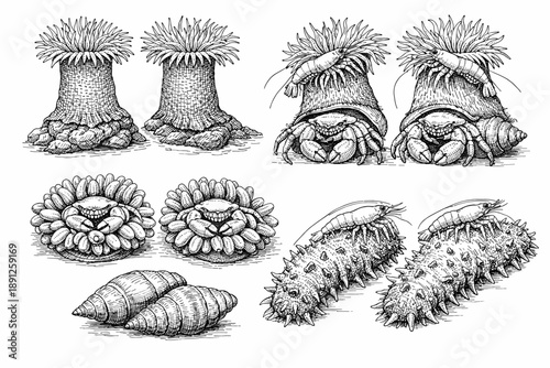 Detailed marine life illustrations: hermit crabs, sea anemones, shells, sea cucumbers, shrimps