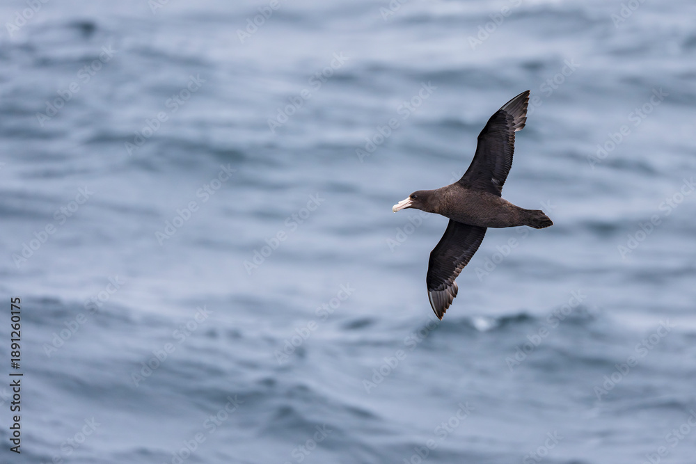 Fototapeta premium Southern giant petrel fly above the sea
