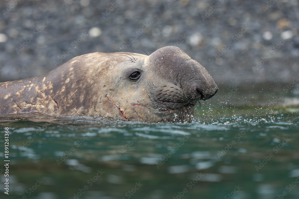 Naklejka premium Southern Elephant seal male close up