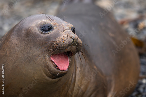 Southern Elephant seals female close up
