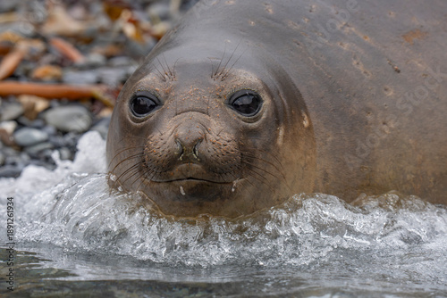 Southern Elephant seals female close up