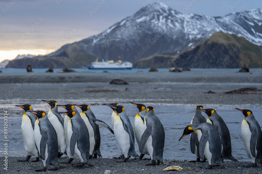Obraz premium King penguins on the beach