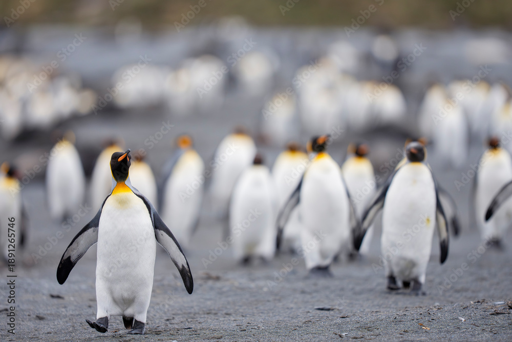 Fototapeta premium King penguins on the beach