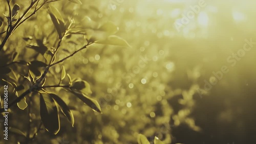 Green leaves on branches backlit by warm golden sunbeams and bokeh, creating a peaceful scene representing growth, nature, fresh air, and environmental beauty