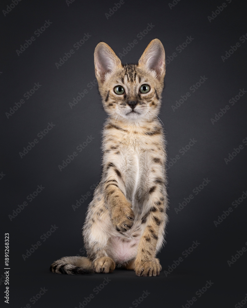 Obraz premium Beautiful young Savannah cat kitten, sitting up facing front with one paw lifted like giving handshake. Looking straight to camera with green eyes. Isolated on a black background.