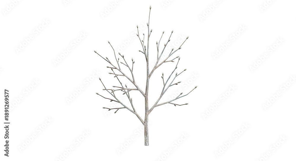 Fototapeta premium Bare Tree with Small Buds