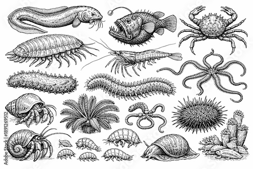Intricate marine life illustration featuring fish, crustaceans, and mollusks