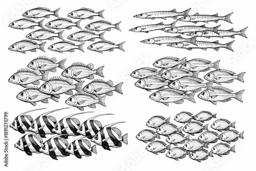 Detailed black and white sketches of various fish species in different formations