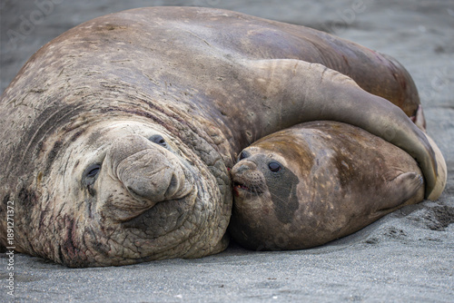 Southern Elephant seals male and female in courtship or mating
