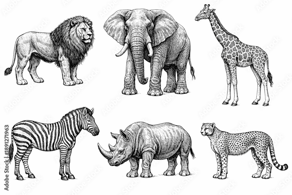 Naklejka premium Detailed illustrations of african wildlife lion elephant giraffe zebra rhinoceros cheetah