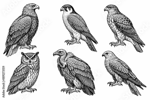Detailed engraving of various birds of prey including owl, vulture, and falcons
