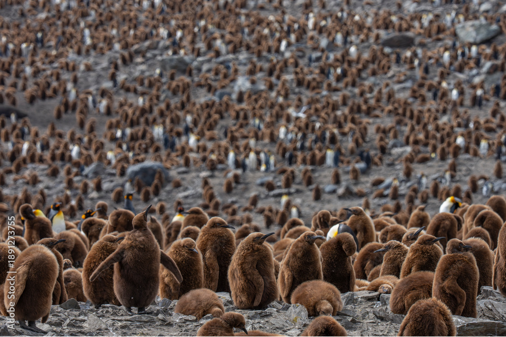 Obraz premium King penguin colony