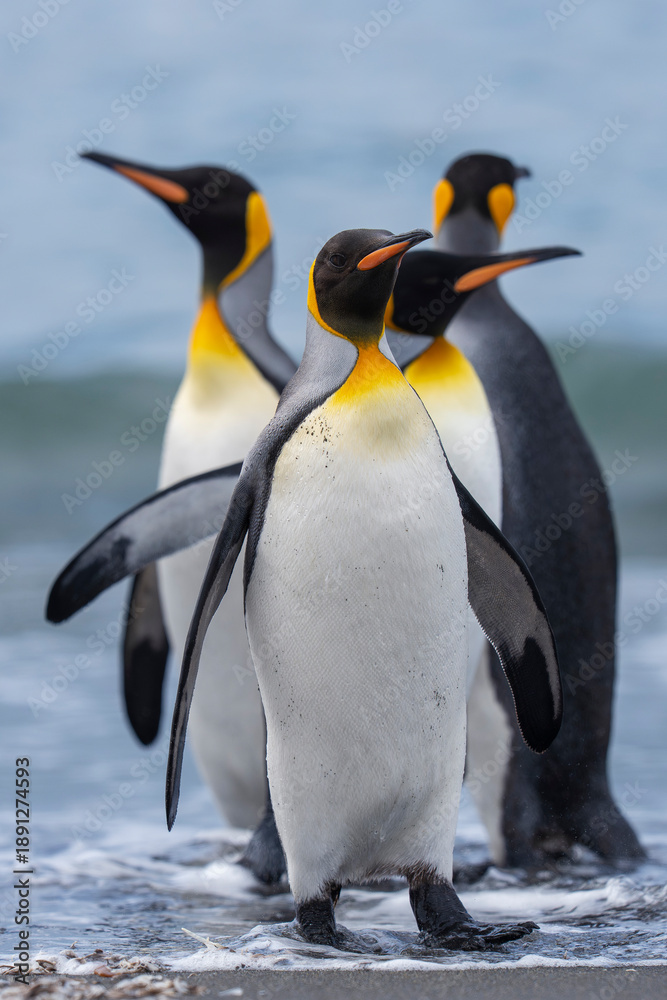 Obraz premium King penguin adults on the beach
