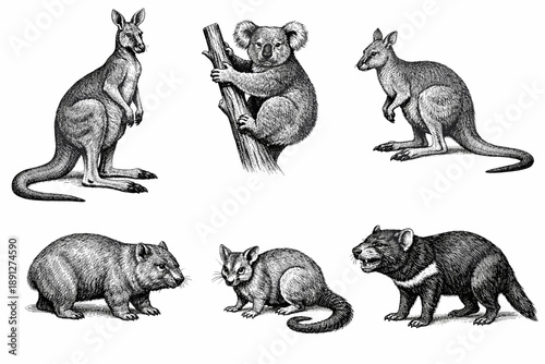 Detailed sketches of australian wildlife: kangaroo, koala, wallaby, wombat, sugar glider, tasmanian devil